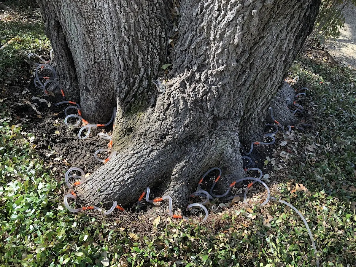 Detailed Tree Cabling and Bracing job site in Rockbridge Baths